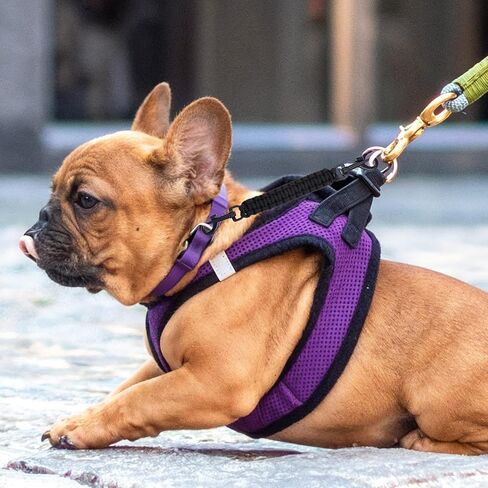 مقطع السلامة من طوق الكلب الشق ، مقود الكلب المزدوج مع بديل حزام الكتف العالمي وموصل قفل المشبك المزدوج ، الأسود in Kuwait