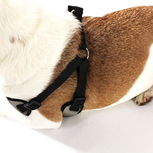 AKC Premium Padded Step-in Dog Harness – Soft Comfort Fit with Dual D-Ring No Pull Control – Small, Medium, Large – Blue, Gray, Green, Tan in Saudi Arabia