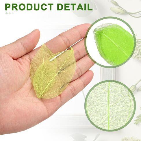 uxcell 100 Pcs White Skeleton Leaves, 2"- 3" Rubber Tree Scrapbooking Dried Pressed Leaves Vein for Photo Albums Crafts Wedding Cards Arrangements Decor Gifts in Saudi Arabia