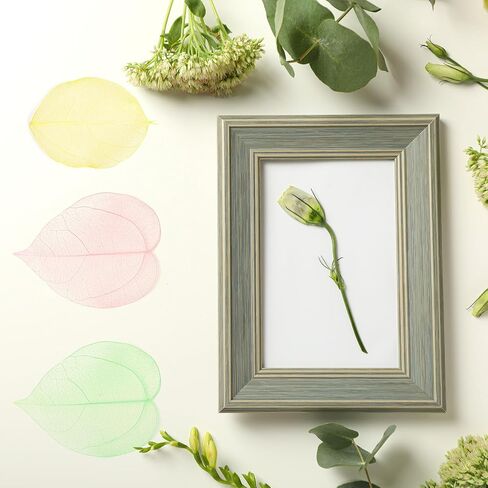 uxcell 100 Pcs White Skeleton Leaves, 2"- 3" Rubber Tree Scrapbooking Dried Pressed Leaves Vein for Photo Albums Crafts Wedding Cards Arrangements Decor Gifts in Saudi Arabia