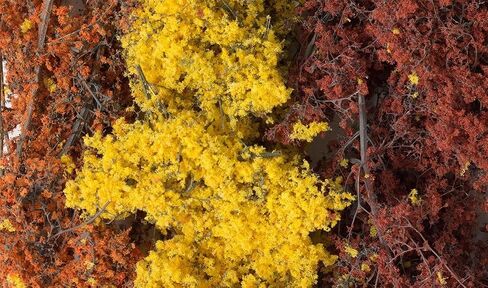 Fall Mix Fine-Leaf Foliage Woodland Scenics in Saudi Arabia