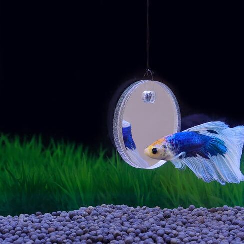 Betta Training Mirror Fish for Tank Fish Antidepraptant Work 5/6/7 سم خاصة لـ Betta Fitness Mirror Mirror Mirror in Kuwait