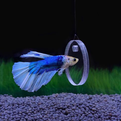 Betta Training Mirror Fish for Tank Fish Antidepraptant Work 5/6/7 سم خاصة لـ Betta Fitness Mirror Mirror Mirror in Kuwait