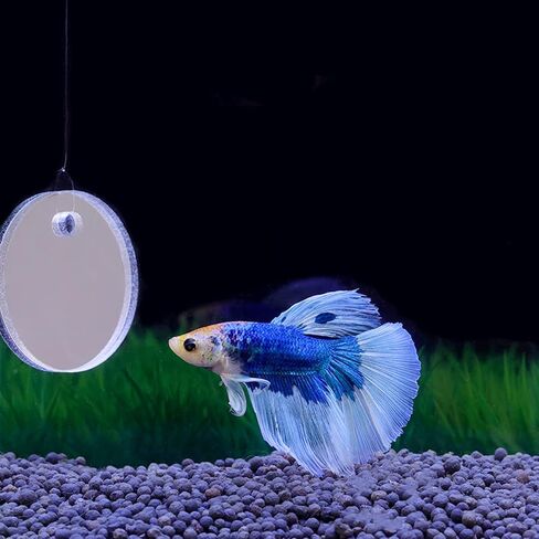 Betta Training Mirror Fish for Tank Fish Antidepraptant Work 5/6/7 سم خاصة لـ Betta Fitness Mirror Mirror Mirror in Kuwait