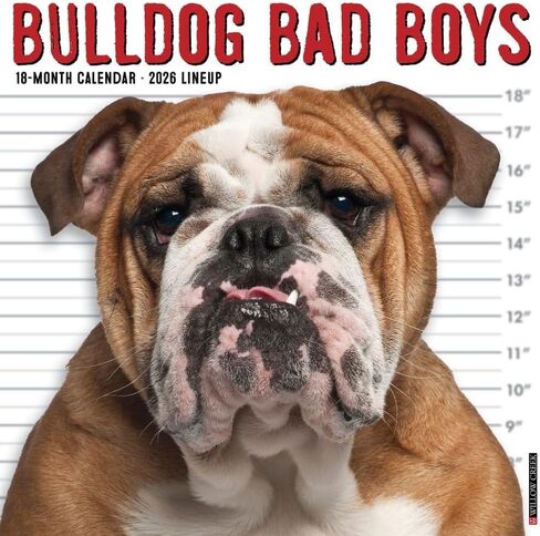 Willow Creek Press Bulldog Bad Boys 2026 Wall Calendar – 18‑Month Bulldog Humor Calendar with Full‑Color Photography & Dog Lover Organization (12" x 12") in Saudi Arabia