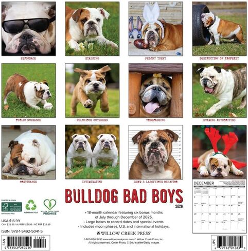 Willow Creek Press Bulldog Bad Boys 2026 Wall Calendar – 18‑Month Bulldog Humor Calendar with Full‑Color Photography & Dog Lover Organization (12" x 12") in Saudi Arabia