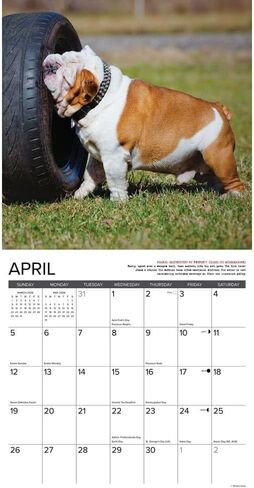 Willow Creek Press Bulldog Bad Boys 2026 Wall Calendar – 18‑Month Bulldog Humor Calendar with Full‑Color Photography & Dog Lover Organization (12" x 12") in Saudi Arabia