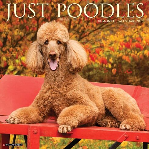 Poodles 2026 12" x 12" Wall Calendar in Saudi Arabia