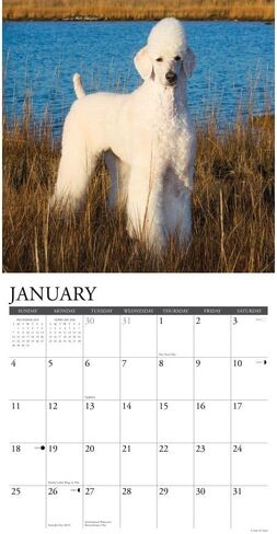 Poodles 2026 12" x 12" Wall Calendar in Saudi Arabia