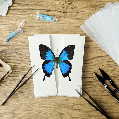 20 Pieces Insect Pinning kit，Bug Pinning kit for Science Classroom Science Education，This Will be The for Insect Taxidermy Collectors and Art Enthusiasts! in Saudi Arabia