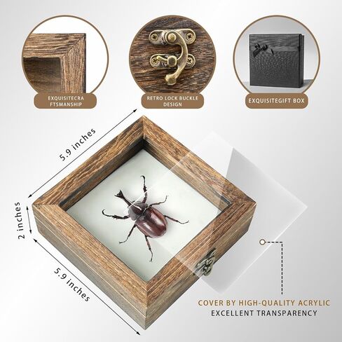 20 Pieces Insect Pinning kit，Bug Pinning kit for Science Classroom Science Education，This Will be The for Insect Taxidermy Collectors and Art Enthusiasts! in Saudi Arabia