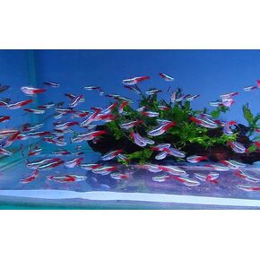 15 Pack of Neon Tetra Live Fish for Your Aquarium or Fish Tank. in Saudi Arabia