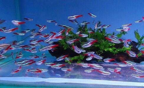 15 Pack of Neon Tetra Live Fish for Your Aquarium or Fish Tank. in Saudi Arabia