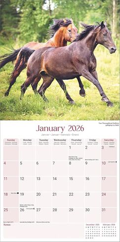 Horses Calendar 2026 | 12 Month Wall Calendar | Avonside Publishing | Plastic Free Packaging in Saudi Arabia
