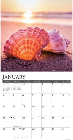 Seashells 2026 12 "× 12" تقويم الجدار in Saudi Arabia