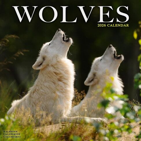 Wolves Calendar 2026 | 12 Month Wall Calendar | Avonside Publishing | Plastic Free Packaging in Saudi Arabia