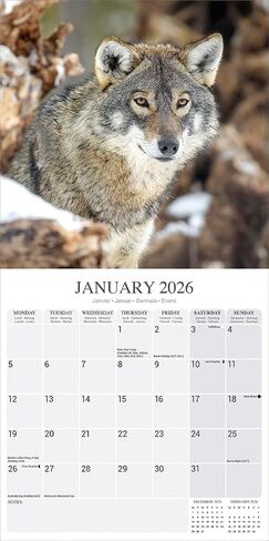 Wolves Calendar 2026 | 12 Month Wall Calendar | Avonside Publishing | Plastic Free Packaging in Saudi Arabia