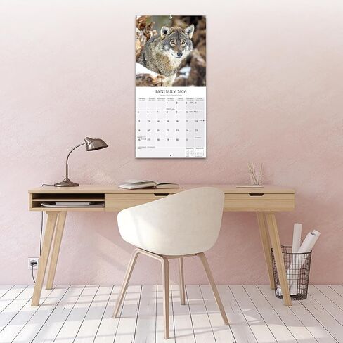 Wolves Calendar 2026 | 12 Month Wall Calendar | Avonside Publishing | Plastic Free Packaging in Saudi Arabia