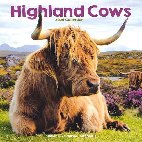 Highland Cows Calendar 2026 | 12 Month Wall Calendar | Avonside Publishing | Plastic Free Packaging in Saudi Arabia