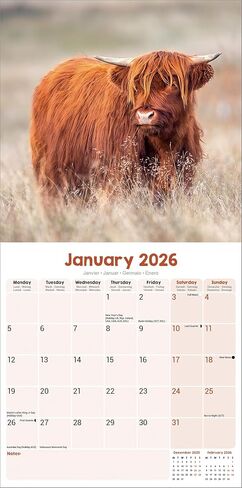 Highland Cows Calendar 2026 | 12 Month Wall Calendar | Avonside Publishing | Plastic Free Packaging in Saudi Arabia