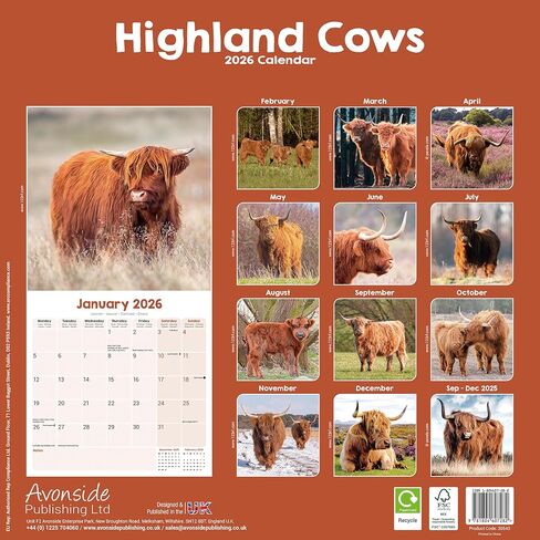 Highland Cows Calendar 2026 | 12 Month Wall Calendar | Avonside Publishing | Plastic Free Packaging in Saudi Arabia