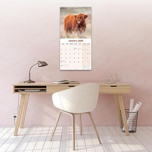 Highland Cows Calendar 2026 | 12 Month Wall Calendar | Avonside Publishing | Plastic Free Packaging in Saudi Arabia