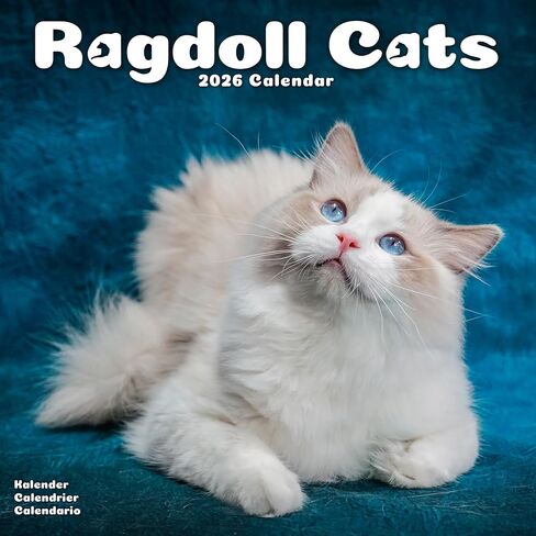 Ragdoll Cats Calendar 2026 | 12 Month Wall Calendar | Avonside Publishing | Plastic Free Packaging in Saudi Arabia