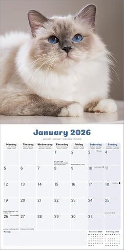 Ragdoll Cats Calendar 2026 | 12 Month Wall Calendar | Avonside Publishing | Plastic Free Packaging in Saudi Arabia