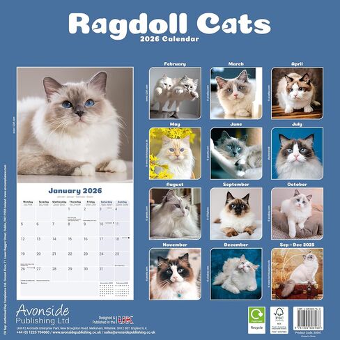 Ragdoll Cats Calendar 2026 | 12 Month Wall Calendar | Avonside Publishing | Plastic Free Packaging in Saudi Arabia