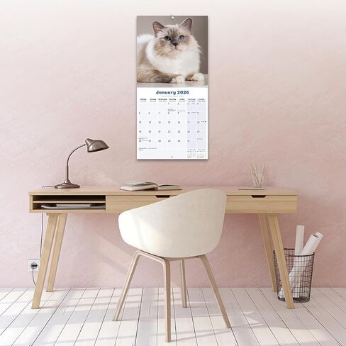 Ragdoll Cats Calendar 2026 | 12 Month Wall Calendar | Avonside Publishing | Plastic Free Packaging in Saudi Arabia