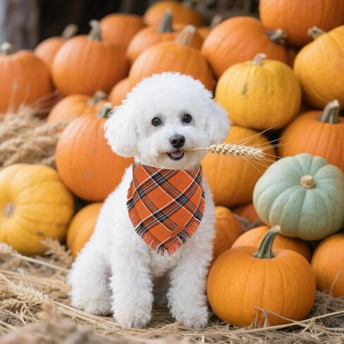 Ptdecor Fall Dog Bandanas مع حواف الشرابات ، وشاح البرتقالي والبني منقوش ، عيد الشكر عيد الشكر باندانا ، عصابات مثلث قابلة للانعكاس للقطط الصغيرة للكلاب (صغيرة) in Kuwait