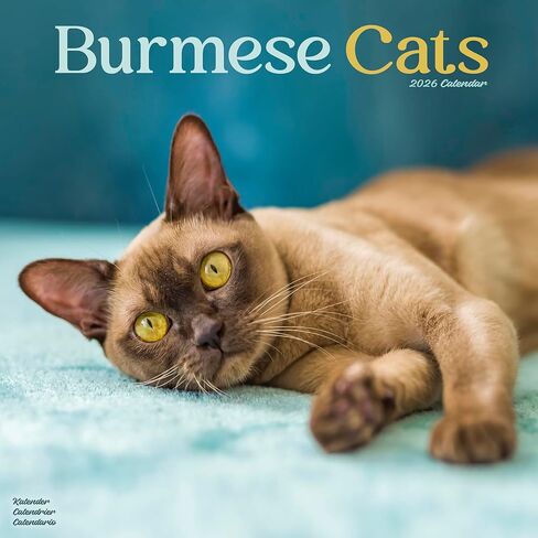 Burmese Cats Calendar 2026 | 12 Month Wall Calendar | Avonside Publishing | Plastic Free Packaging in Saudi Arabia