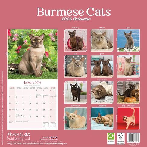 Burmese Cats Calendar 2026 | 12 Month Wall Calendar | Avonside Publishing | Plastic Free Packaging in Saudi Arabia