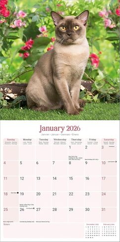 Burmese Cats Calendar 2026 | 12 Month Wall Calendar | Avonside Publishing | Plastic Free Packaging in Saudi Arabia