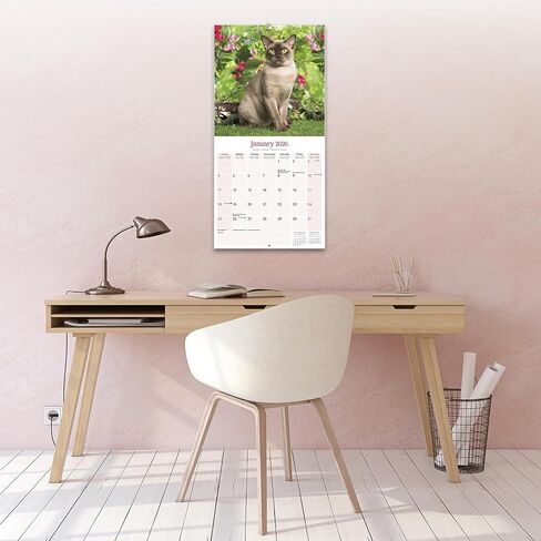 Burmese Cats Calendar 2026 | 12 Month Wall Calendar | Avonside Publishing | Plastic Free Packaging in Saudi Arabia