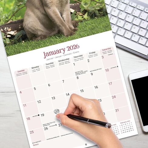 Burmese Cats Calendar 2026 | 12 Month Wall Calendar | Avonside Publishing | Plastic Free Packaging in Saudi Arabia