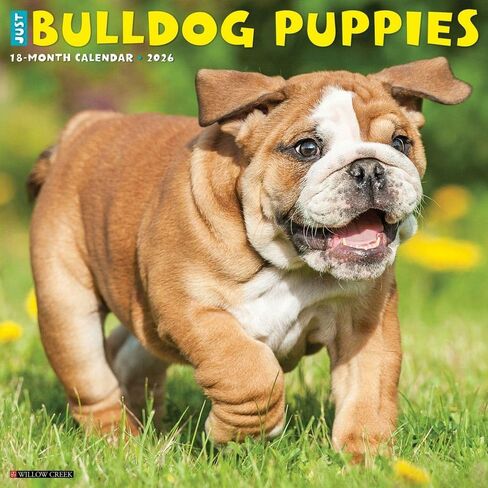 Bulldog Puppies 2026 12" x 12" Wall Calendar in Saudi Arabia