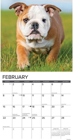 Bulldog Puppies 2026 12" x 12" Wall Calendar in Saudi Arabia