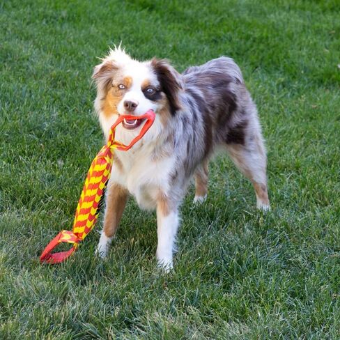 KONG Maxx Tug - Durable Interactive Tug Toy with 2 Handles - Large in Saudi Arabia