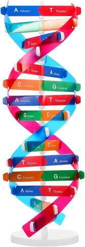 Double Helix Model Self -Assolbling DNA DNA STAND ، نموذج تعلم الجينات ، مساعدات التدريس ، 4.6 × 13 بوصة in Saudi Arabia