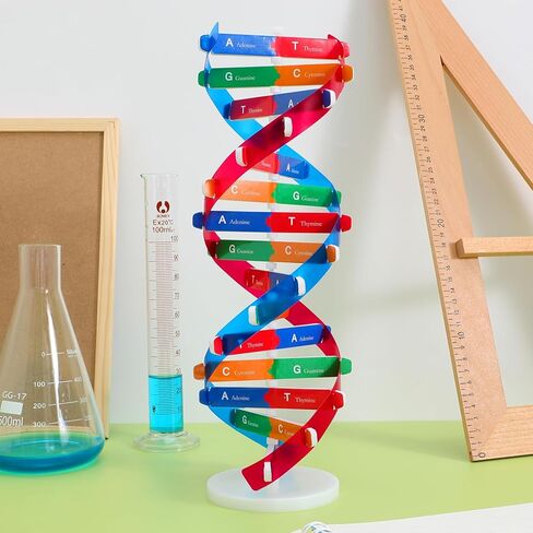 Double Helix Model Self -Assolbling DNA DNA STAND ، نموذج تعلم الجينات ، مساعدات التدريس ، 4.6 × 13 بوصة in Saudi Arabia