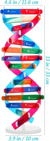 Double Helix Model Self -Assolbling DNA DNA STAND ، نموذج تعلم الجينات ، مساعدات التدريس ، 4.6 × 13 بوصة in Saudi Arabia