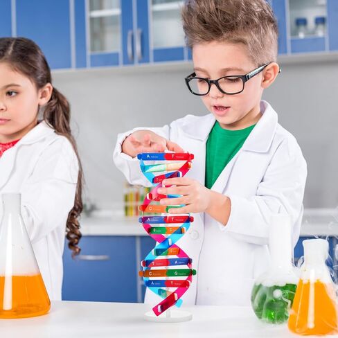 Double Helix Model Self -Assolbling DNA DNA STAND ، نموذج تعلم الجينات ، مساعدات التدريس ، 4.6 × 13 بوصة in Saudi Arabia