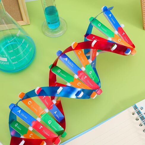 Double Helix Model Self -Assolbling DNA DNA STAND ، نموذج تعلم الجينات ، مساعدات التدريس ، 4.6 × 13 بوصة in Saudi Arabia