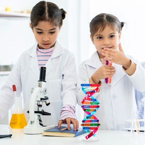 Double Helix Model Self -Assolbling DNA DNA STAND ، نموذج تعلم الجينات ، مساعدات التدريس ، 4.6 × 13 بوصة in Saudi Arabia