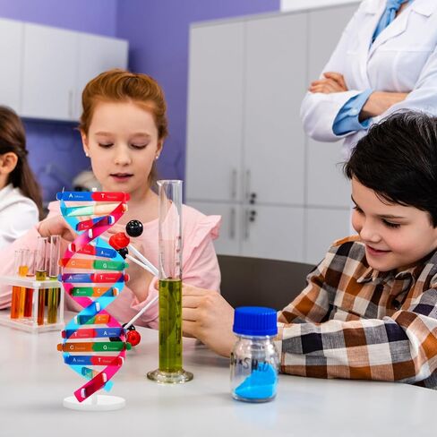 Double Helix Model Self -Assolbling DNA DNA STAND ، نموذج تعلم الجينات ، مساعدات التدريس ، 4.6 × 13 بوصة in Saudi Arabia
