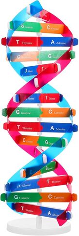 Double Helix Model Self -Assolbling DNA DNA STAND ، نموذج تعلم الجينات ، مساعدات التدريس ، 4.6 × 13 بوصة in Saudi Arabia