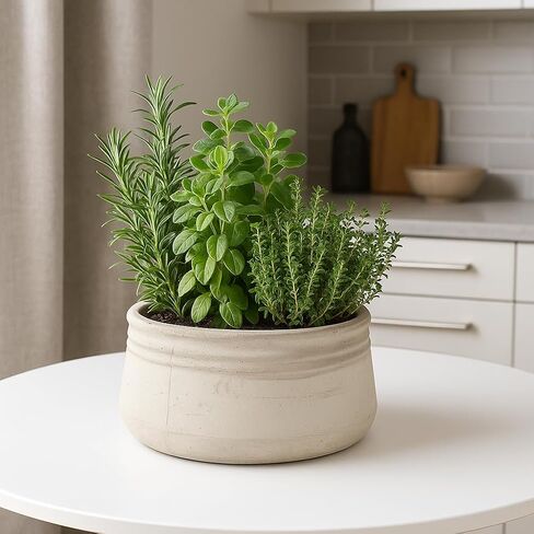 Zentique White Cement Planter Bowl – Round Low Concrete Pot for Succulents, Herbs, or Decorative Accents – Rustic Indoor/Outdoor Vessel (Large) in Saudi Arabia