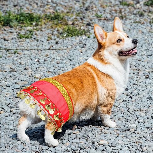 Belly Dance Hip Scarf, Belly Dancer Skirt Dog Dancer Costume Pet Dogs Costumes with Skirt Wrap Performance Bling Sequins Coins for Women Corgi Puppy Birthday Parties Halloween Celebrations Red in Saudi Arabia