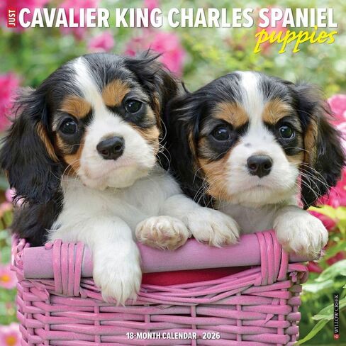 Cavalier King Charles Spaniel Puppies 2026 12 "× 12" تقويم الجدار in Saudi Arabia